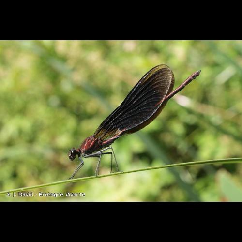 <i>Calopteryx haemorrhoidalis</i> (Vander Linden, 1825) © J. David - Bretagne Vivante
