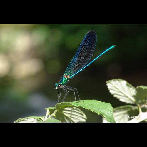 <i>Calopteryx virgo</i> (Linnaeus, 1758) © P. Gourdain