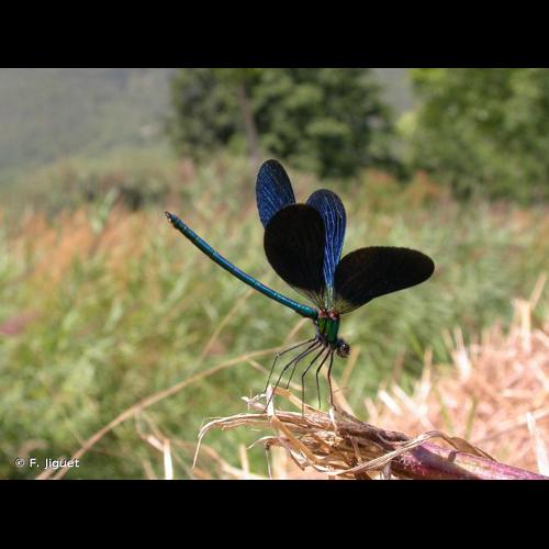 <i>Calopteryx virgo meridionalis</i> Selys, 1873 © F. Jiguet
