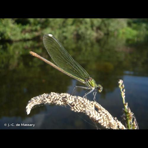 <i>Calopteryx xanthostoma</i> (Charpentier, 1825) © J.-C. de Massary