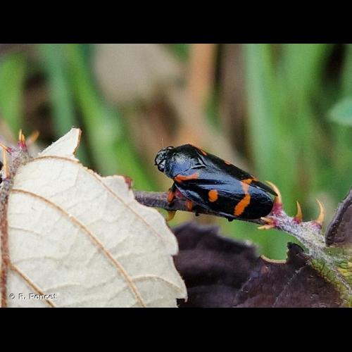 <i>Cercopis intermedia</i> Kirschbaum, 1868 © R. Poncet