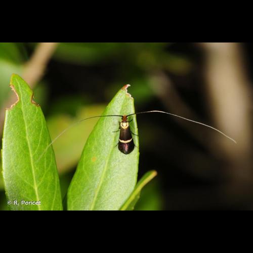 <i>Adela australis</i> (Heydenreich, 1851) © R. Poncet
