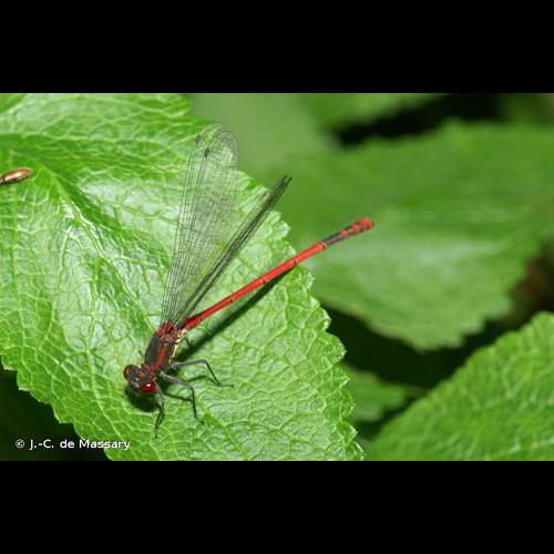 <i>Pyrrhosoma nymphula</i> (Sulzer, 1776) © J.-C. de Massary