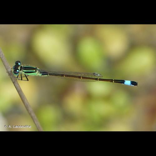 <i>Ischnura elegans</i> (Vander Linden, 1820) © A. Lacoeuilhe