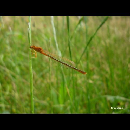 <i>Ischnura pumilio</i> (Charpentier, 1825) &copy; P. Gourdain