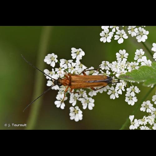 <i>Oedemera podagrariae podagrariae</i> (Linnaeus, 1767) © J. Touroult