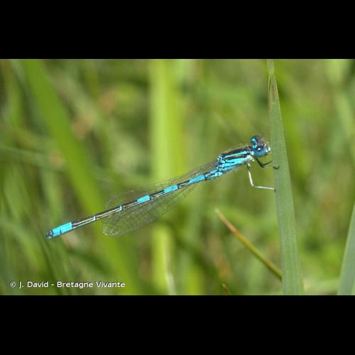 <i>Coenagrion scitulum</i> (Rambur, 1842) © J. David - Bretagne Vivante