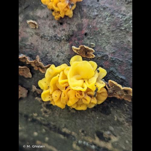 <i>Tremella aurantia</i> Schwein., 1822 © M. Ghislain