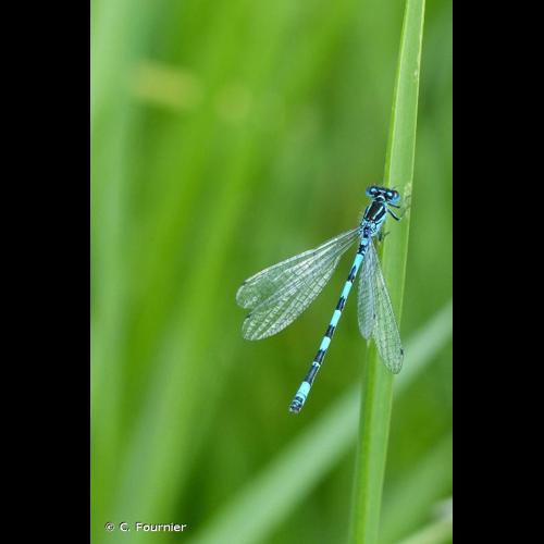 <i>Coenagrion mercuriale</i> (Charpentier, 1840) &copy; C. Fournier