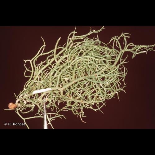 <i>Usnea cornuta</i> Körb., 1859 © R. Poncet
