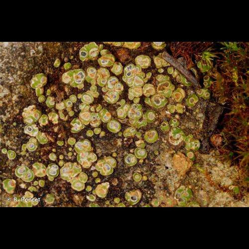 <i>Circinaria contorta</i> (Hoffm.) A.Nordin, Savić & Tibell, 2010 © R. Poncet