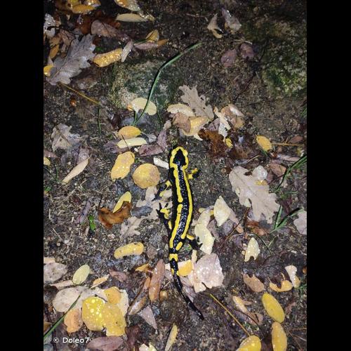 <i>Salamandra salamandra salamandra</i> (Linnaeus, 1758) © Doleo7