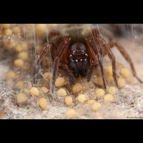 <i>Amaurobius similis</i> (Blackwall, 1861) © N. Henon