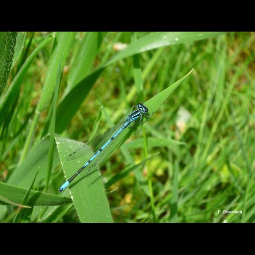 <i>Coenagrion puella</i> (Linnaeus, 1758) © P. Gourdain
