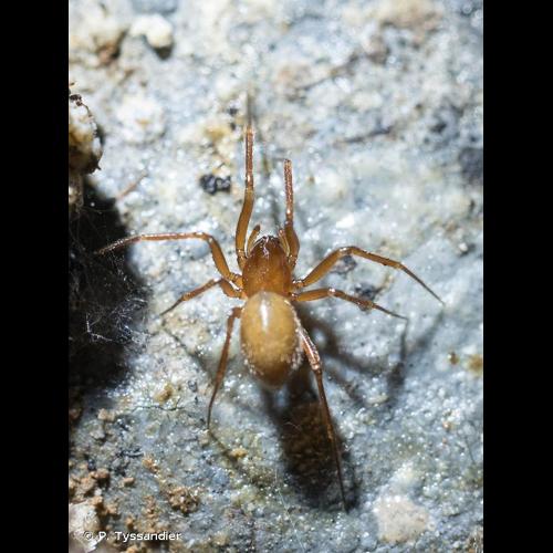 <i>Saaristoa abnormis</i> (Blackwall, 1841) © P. Tyssandier