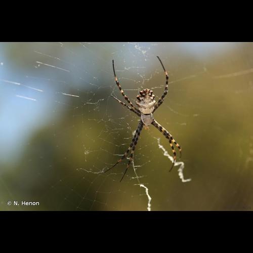 <i>Argiope lobata</i> (Pallas, 1772) © N. Henon