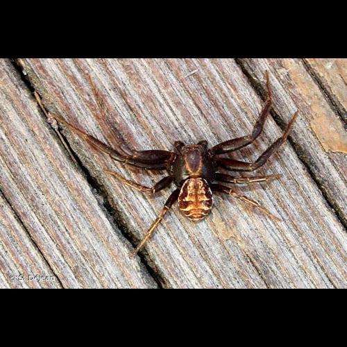 <i>Xysticus ferrugineus</i> Menge, 1876 &copy; S. Déjean