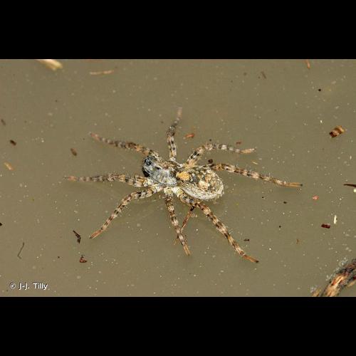 <i>Arctosa cinerea</i> (Fabricius, 1777) &copy; J-J. Tilly