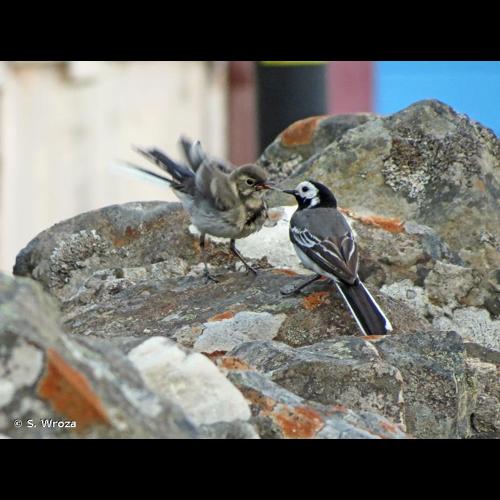 <i>Motacilla alba yarrellii</i> Gould, 1837 &copy; S. Wroza