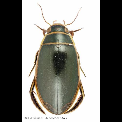 <i>Dytiscus circumflexus</i> Fabricius, 1801 © P.Prévost - Magellanes 2021