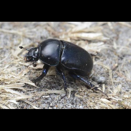 <i>Sericotrupes niger</i> (Marsham, 1802) &copy; J. Touroult