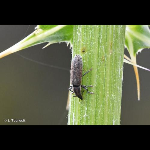 <i>Lixus cardui</i> Olivier, 1807 &copy; J. Touroult