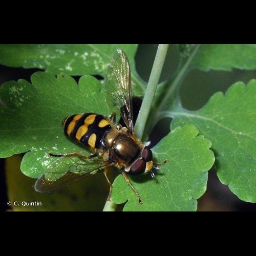 <i>Eupeodes latifasciatus</i> (Macquart, 1829) © C. Quintin