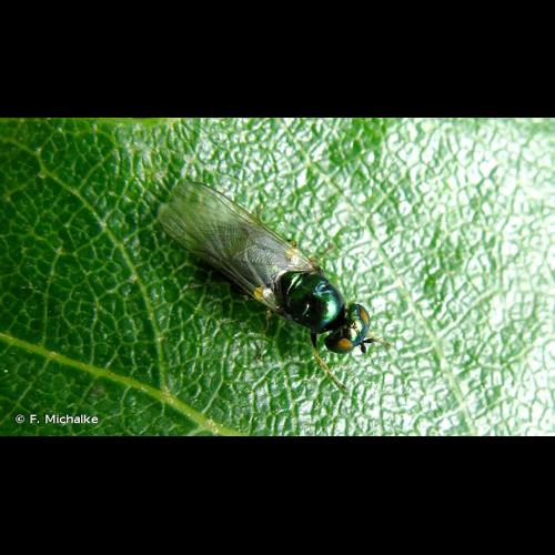 <i>Microchrysa polita</i> (Linnaeus, 1758) © F. Michalke