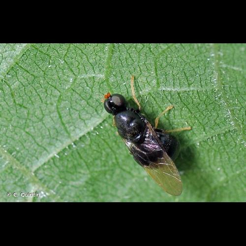 <i>Pachygaster atra</i> (Panzer, 1798) © C. Quintin