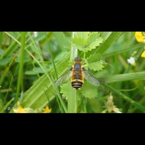 <i>Villa cingulata</i> (Meigen, 1804) &copy; D. Top