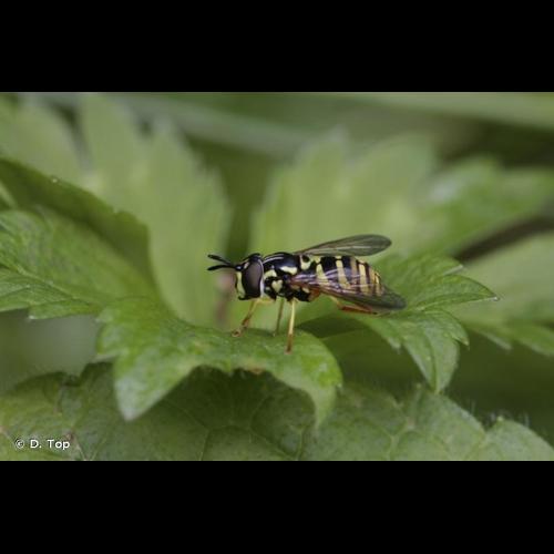 <i>Chrysotoxum verralli</i> Collin, 1940 &copy; D. Top