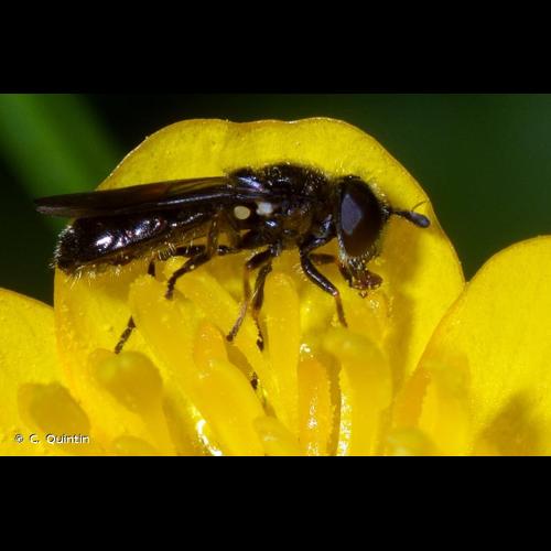 <i>Heringia heringi</i> (Zetterstedt, 1843) © C. Quintin
