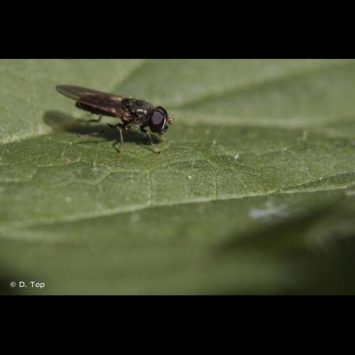 <i>Cheilosia pagana</i> (Meigen, 1822) © D. Top