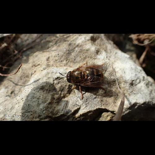 <i>Microdon devius</i> (Linnaeus, 1761) © D. Top