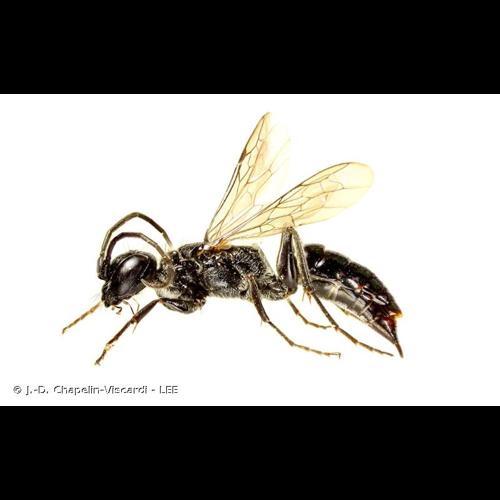 <i>Dolichurus corniculus</i> (Spinola, 1807) &copy; J.-D. Chapelin-Viscardi - LEE