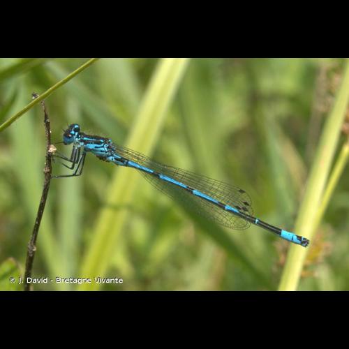 <i>Coenagrion pulchellum</i> (Vander Linden, 1825) &copy; J. David - Bretagne Vivante