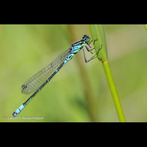 <i>Coenagrion lunulatum</i> (Charpentier, 1840) © Laurent Rouschmeyer