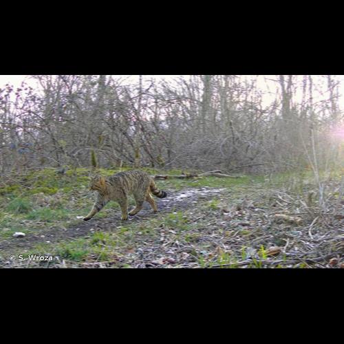 <i>Felis silvestris silvestris</i> Schreber, 1775 &copy; S. Wroza