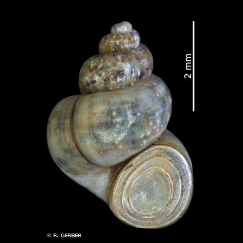 <i>Bithynia leachii</i> (Sheppard, 1823) © R. GERBER