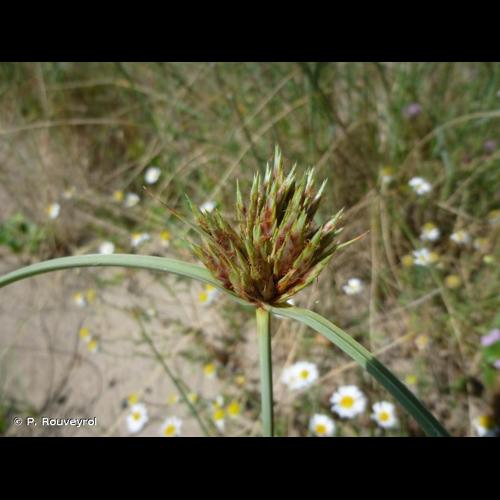 <i>Cyperus capitatus</i> Vand., 1771 © P. Rouveyrol