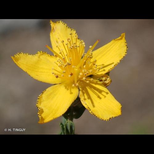 <i>Hypericum perforatum </i>subsp.<i> veronense</i> (Schrank) H.Lindb., 1906 &copy; H. TINGUY