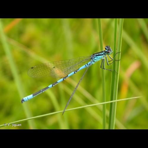 <i>Coenagrion hastulatum</i> (Charpentier, 1825) © F. Jiguet