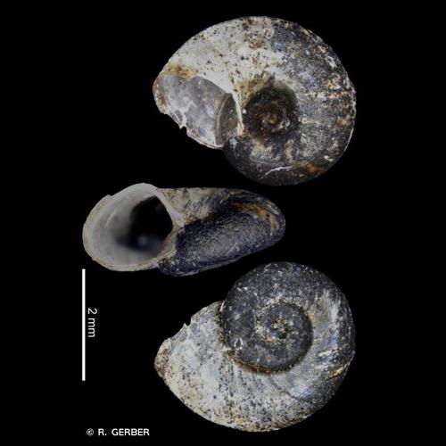 <i>Menetus dilatatus</i> (A. Gould, 1841) © R. GERBER