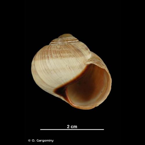 <i>Helix melanostoma</i> Draparnaud, 1801 © O. Gargominy