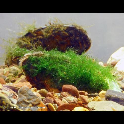 <i>Unio mancus mancus</i> Lamarck, 1819 © V. Prié - Association Caracol