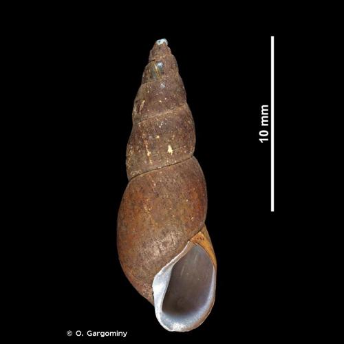 <i>Omphiscola glabra glabra</i> (O.F. Müller, 1774) © O. Gargominy