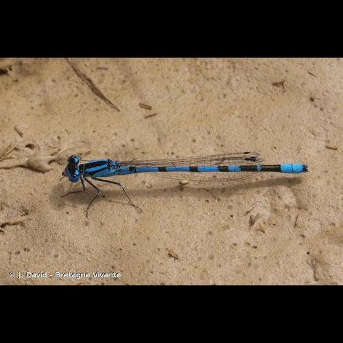 <i>Enallagma cyathigerum</i> (Charpentier, 1840) &copy; J. David - Bretagne Vivante