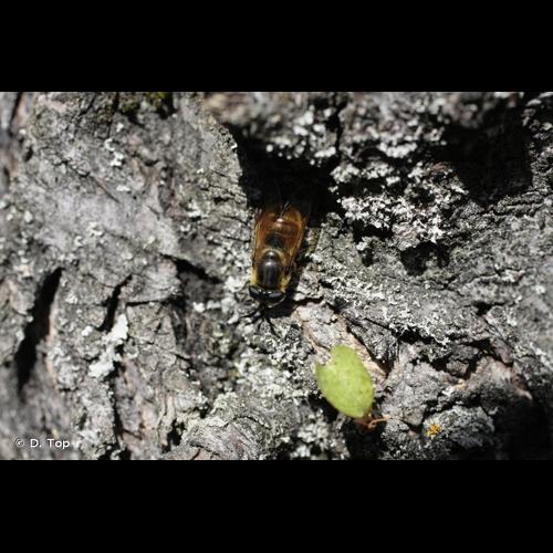 <i>Callicera fagesii</i> Guérin-Méneville, 1844 © D. Top