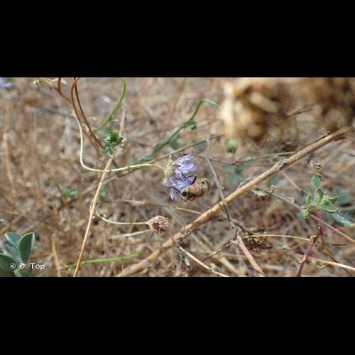 <i>Eristalinus megacephalus</i> (Rossi, 1794) © D. Top