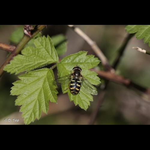 <i>Eupeodes luniger</i> (Meigen, 1822) © D. Top